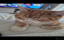 Mixed Breed cats for sale: Murphy looking for a new home - Image 2