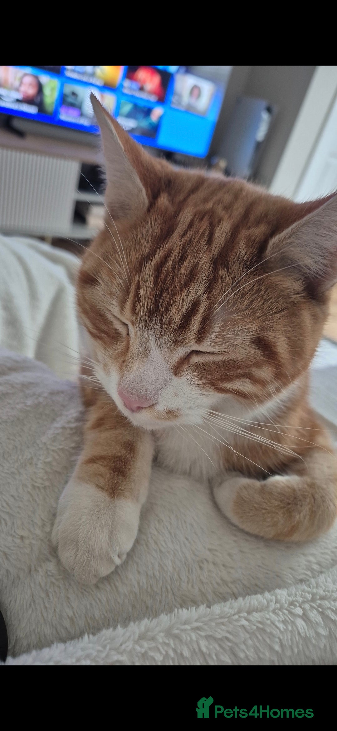 Mixed Breed cats for sale: Murphy looking for a new home - Image 2