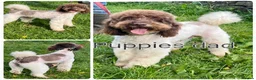 Mixed Breed dogs for sale: Stunning F1 parti Ttoodle pups ❤️Tibetan doodles❤️ - Advert 17