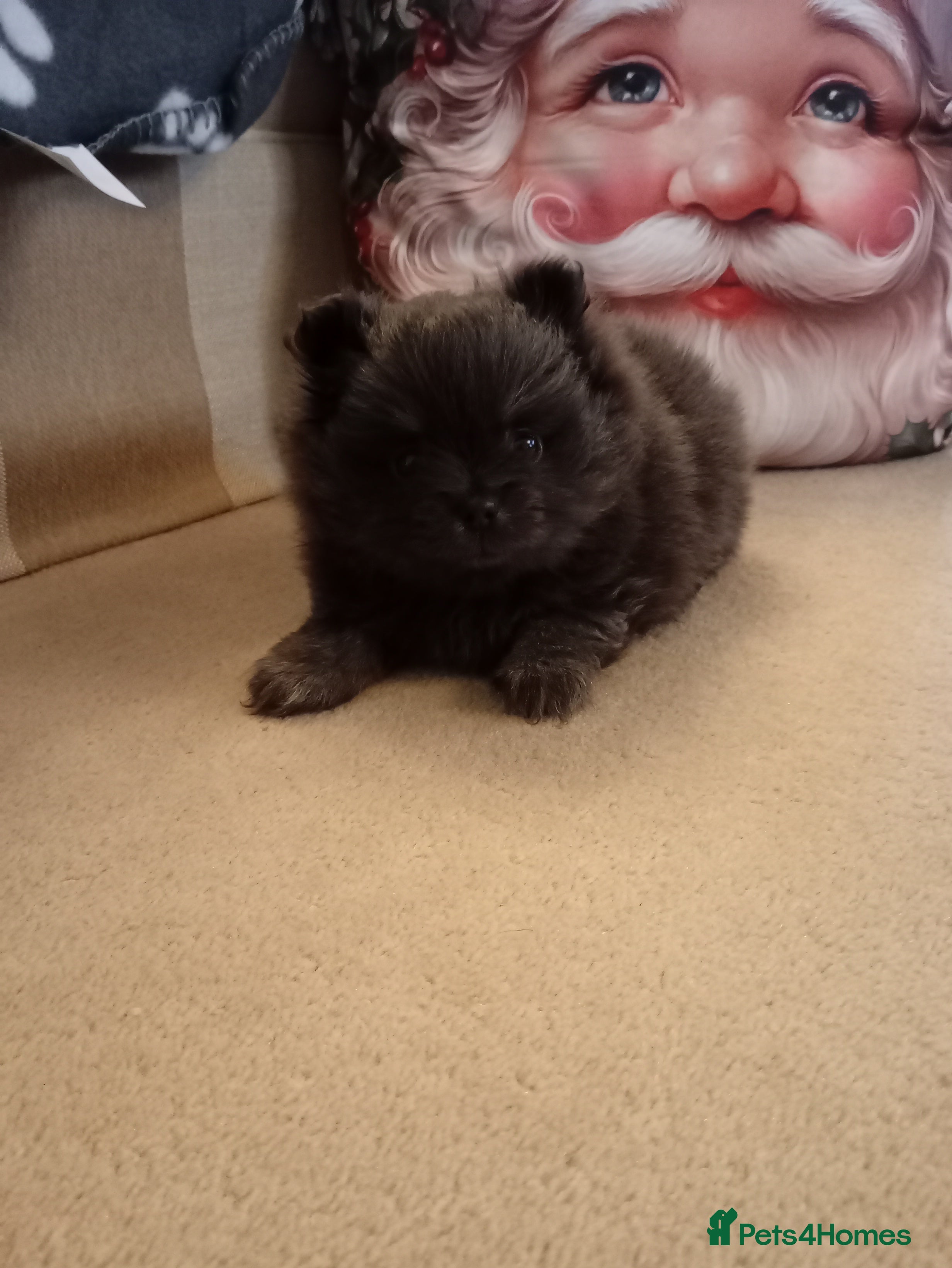 Pomeranian dogs Blue girl pomeranian - Advert 18