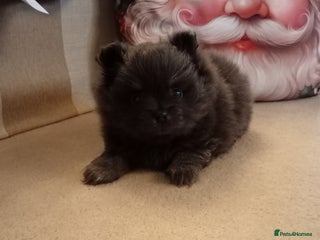 Pomeranian dogs Blue girl pomeranian - Advert 18