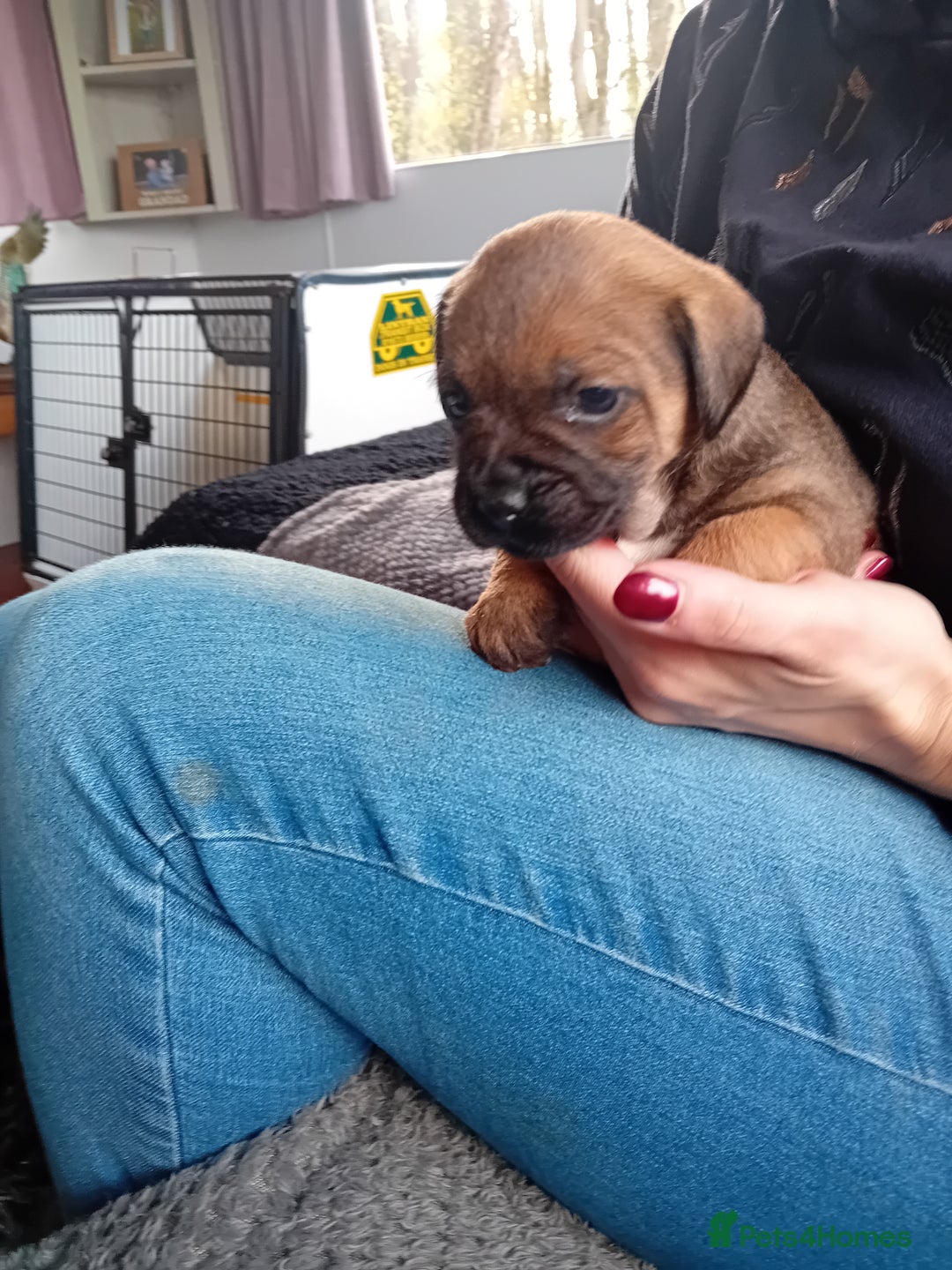 Border Terrier dogs for sale: Kc reg border terrier dog pups  - Advert 8