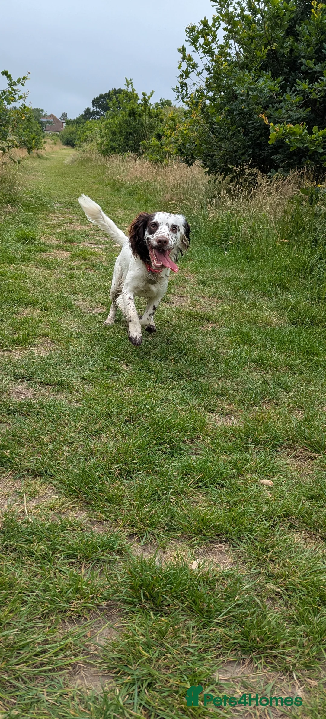Sprocker dogs for sale: Murphy - Advert 10
