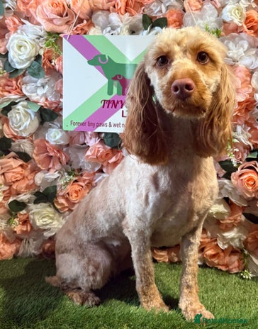 Cockapoo dogs F1 mini Cockapoo 💖 apricot spayed - Advert 9