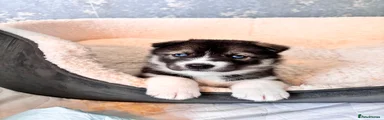 Ollie