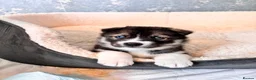 Siberian Husky dogs for sale: Stunning Siberian Huskies  in Sheffield - Advert 24