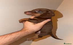 Miniature Dachshund dogs for sale: Miniature dachshund puppy’s  - Image 3