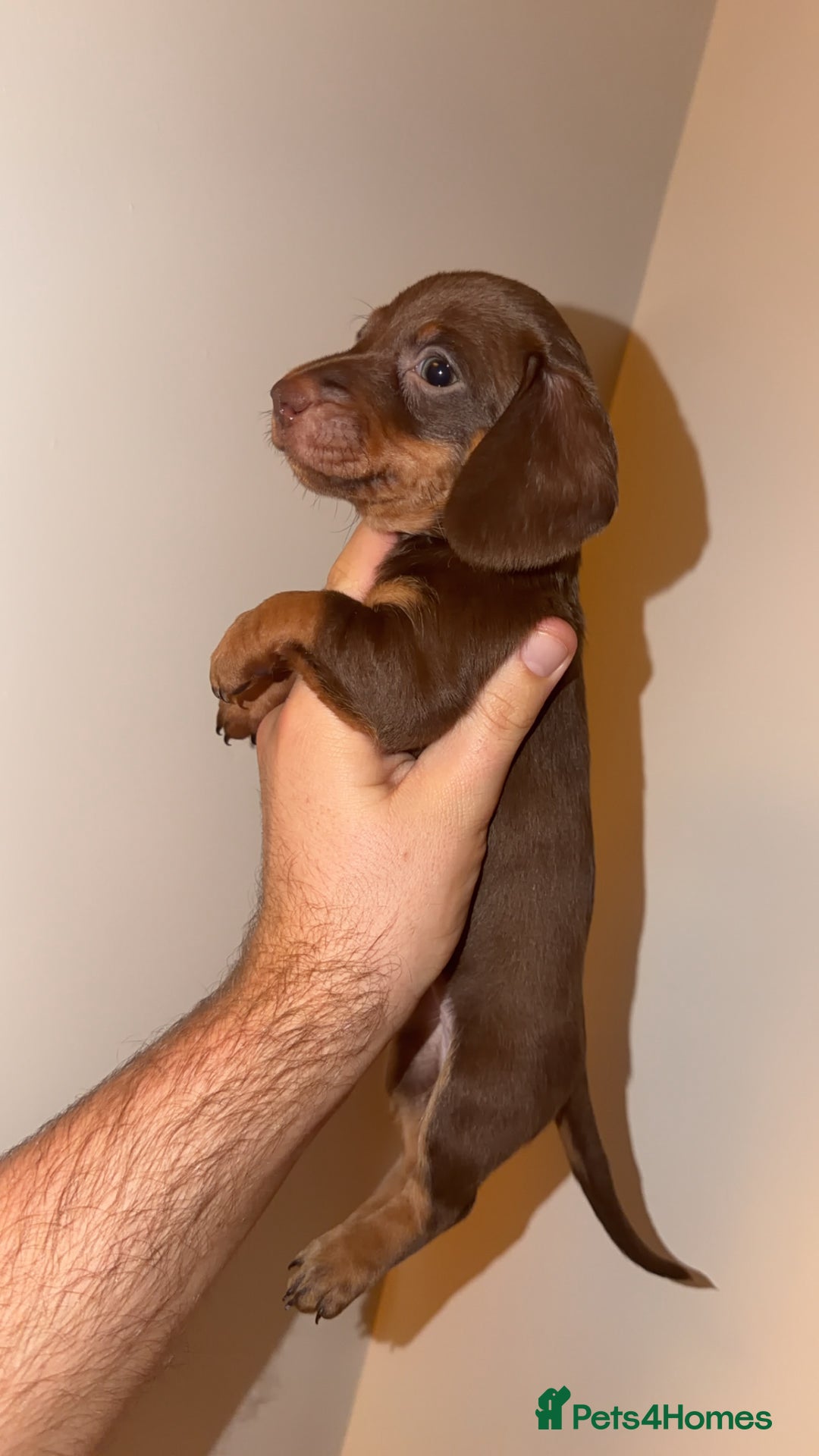 Miniature Dachshund dogs for sale: Miniature dachshund puppy’s  - Image 3