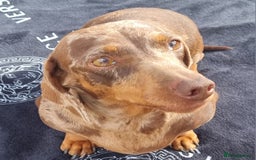 Dachshund dogs for sale: Beautiful Adult Feamel  - Image 10