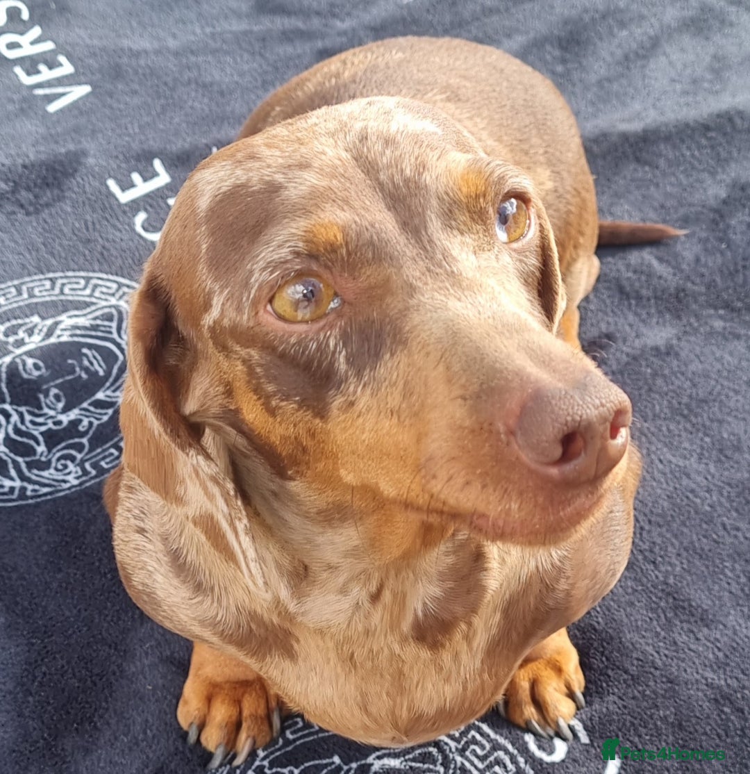 Dachshund dogs for sale: Beautiful Adult Feamel  - Image 10