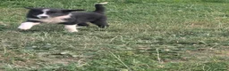 Border Collie dogs for sale: Isds registered pups  in Richmond - Advert 13