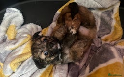 Chiweenie dogs for sale: One girl left  - Image 3