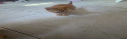 Maine Coon cats for sale: Maincoon x British short hair  - Advert 7
