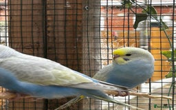 Budgerigars birds for sale: Adorable budgies available babies and adult  - Image 4