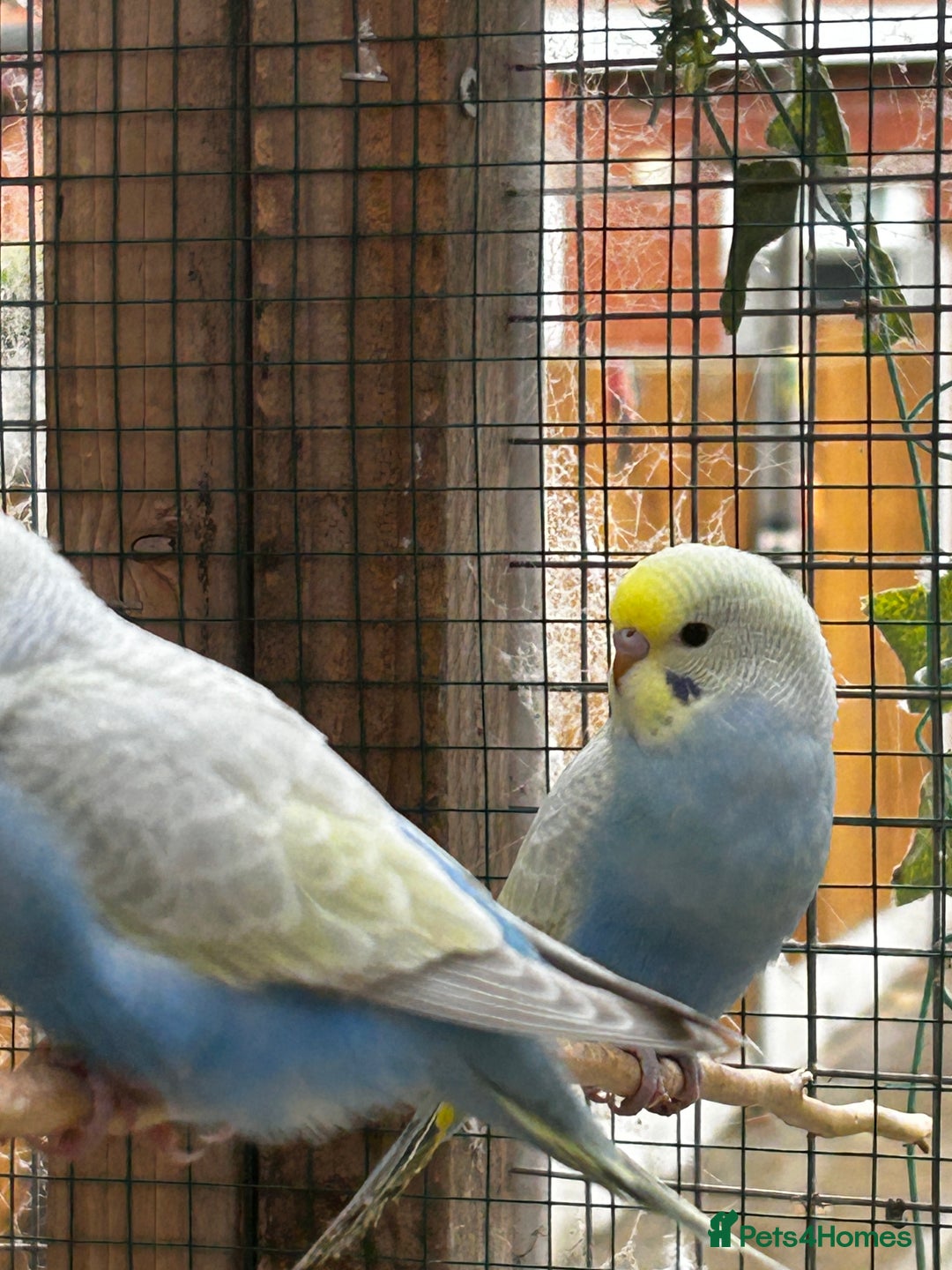 Budgerigars birds for sale: Adorable budgies available babies and adult  - Image 4