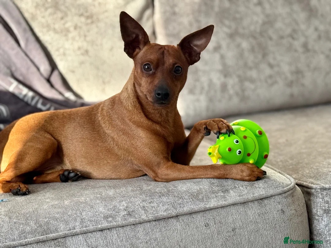 Miniature Pinscher dogs for sale: Blue Miniature Doberman Pinscher Stag Red  - Advert 1