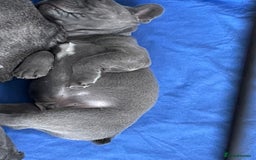 French Bulldog dogs for sale: French bulldog  - Image 18