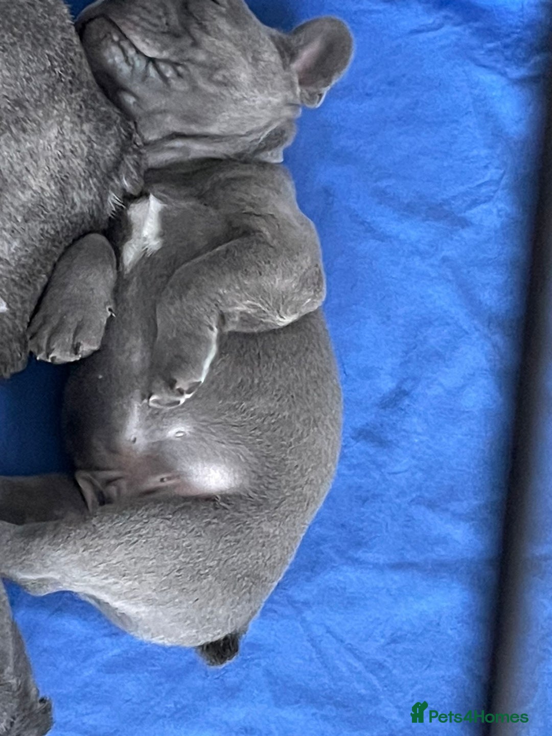 French Bulldog dogs for sale: French bulldog  - Image 18