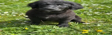 Bernese Mountain Dog Puppy 2