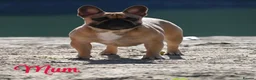 French Bulldog dogs for sale: 🏆Frenchbulldog pups🏆 - Advert 20