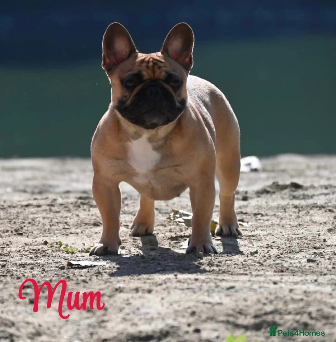 French Bulldog dogs for sale: 🏆Frenchbulldog pups🏆 - Advert 20