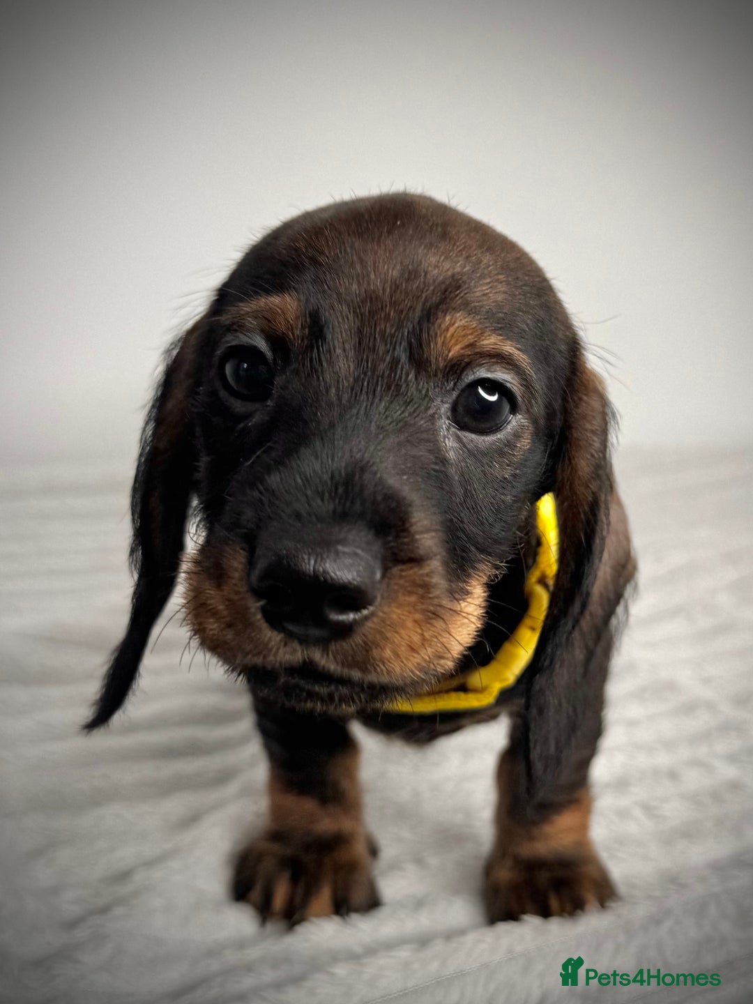 Miniature Dachshund dogs for sale: KC Reg Wire Haired Miniature Dachshund Puppies  - Advert 13