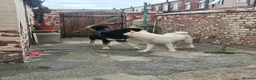 Mixed Breed dogs for sale: rare cross breed - Japnese akita × husky/tibetan  - Advert 3