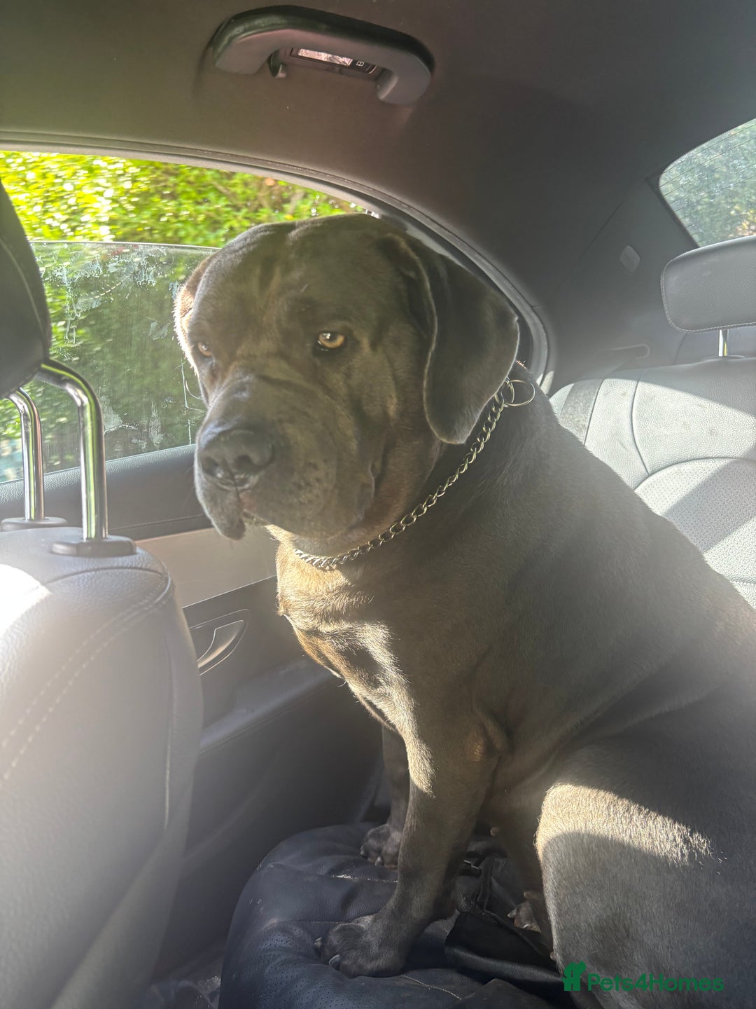 Cane Corso dogs for sale: Female Cane Corso - Advert 1