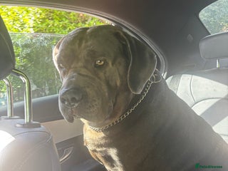 Cane Corso dogs Female Cane Corso - Advert 6