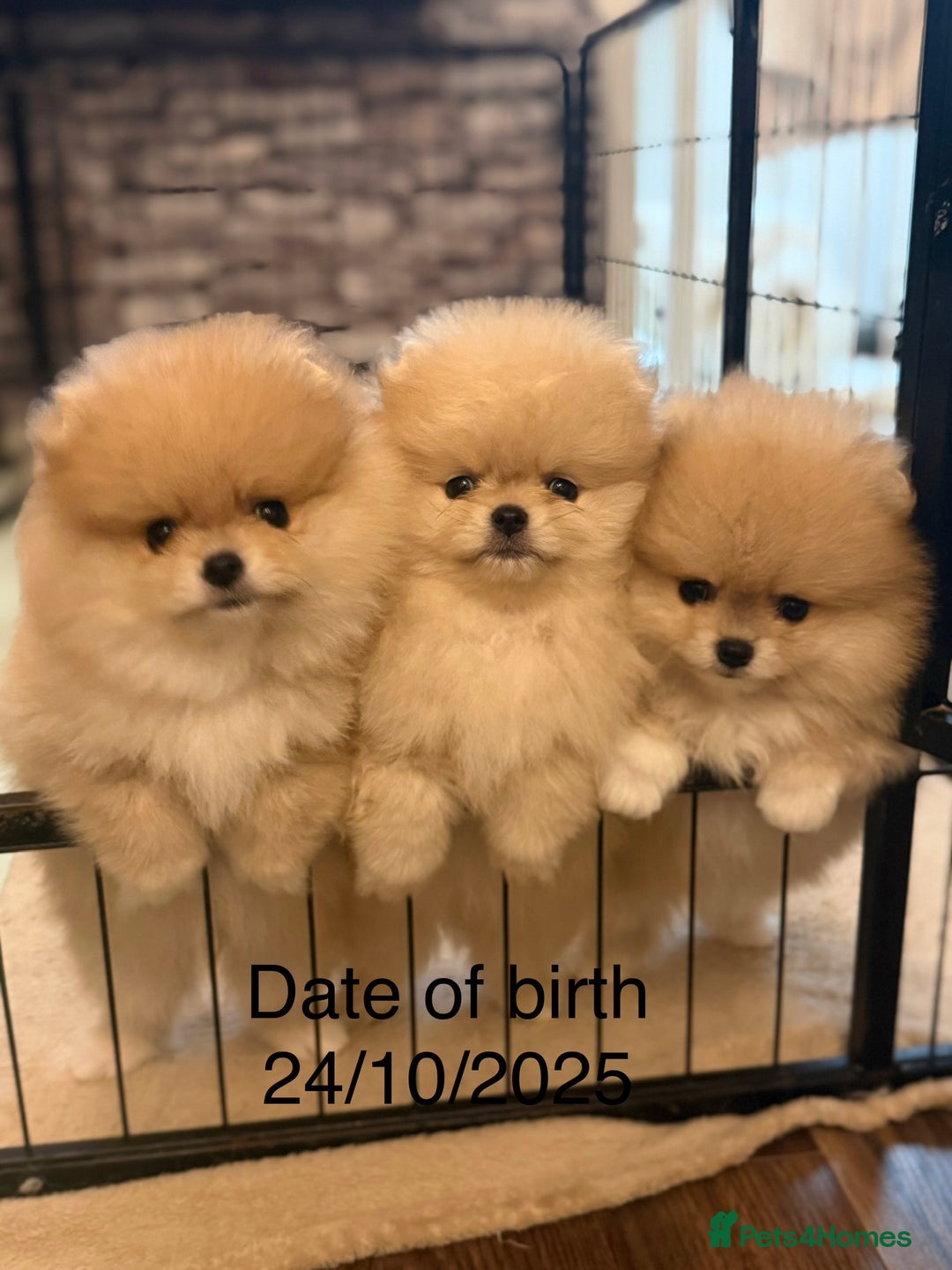 Pomeranian dogs for sale: Teddy Bear Pomeranian Puppies – Top Quality - Advert 1