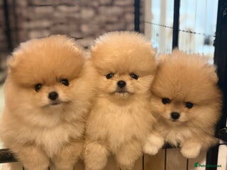 Pomeranian dogs Beautiful Pomeranian Puppies – Ready Now - Advert 9