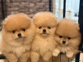 Pomeranian dogs Teddy Bear Pomeranian Puppies – Top Quality - Advert 10