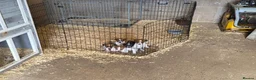 Jack Russell dogs for sale: Old fashion type Miniature jack russell puppies - Advert 7