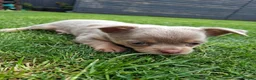 Chihuahua dogs for sale: Chihuahua boys - Advert 1