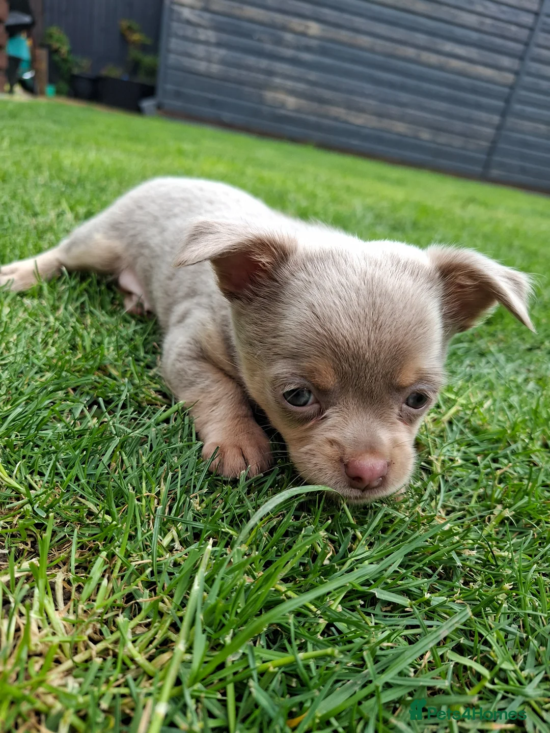 Chihuahua dogs for sale: Chihuahua boys - Advert 1