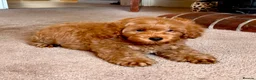 Cockapoo dogs for sale: HUGO F1b Red Cockapoo - READY NOW  - Advert 5