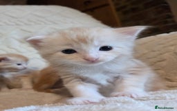 Maine Coon cats for sale: Fluffy ginger and cream maine coon cross kittens - Image 5