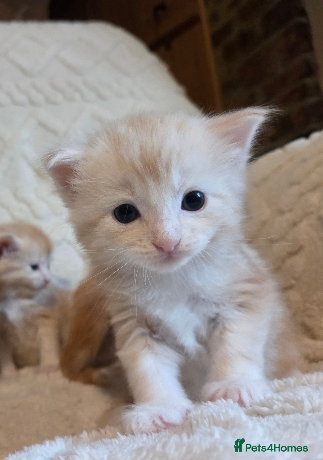 Maine Coon cats for sale: Fluffy ginger and cream maine coon cross kittens - Image 5