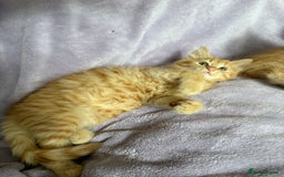 Mixed Breed cats for sale: Beautiful, friendly gingers! - Image 11