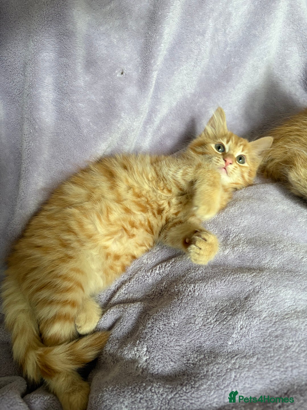 Mixed Breed cats for sale: Beautiful, friendly gingers! - Image 11