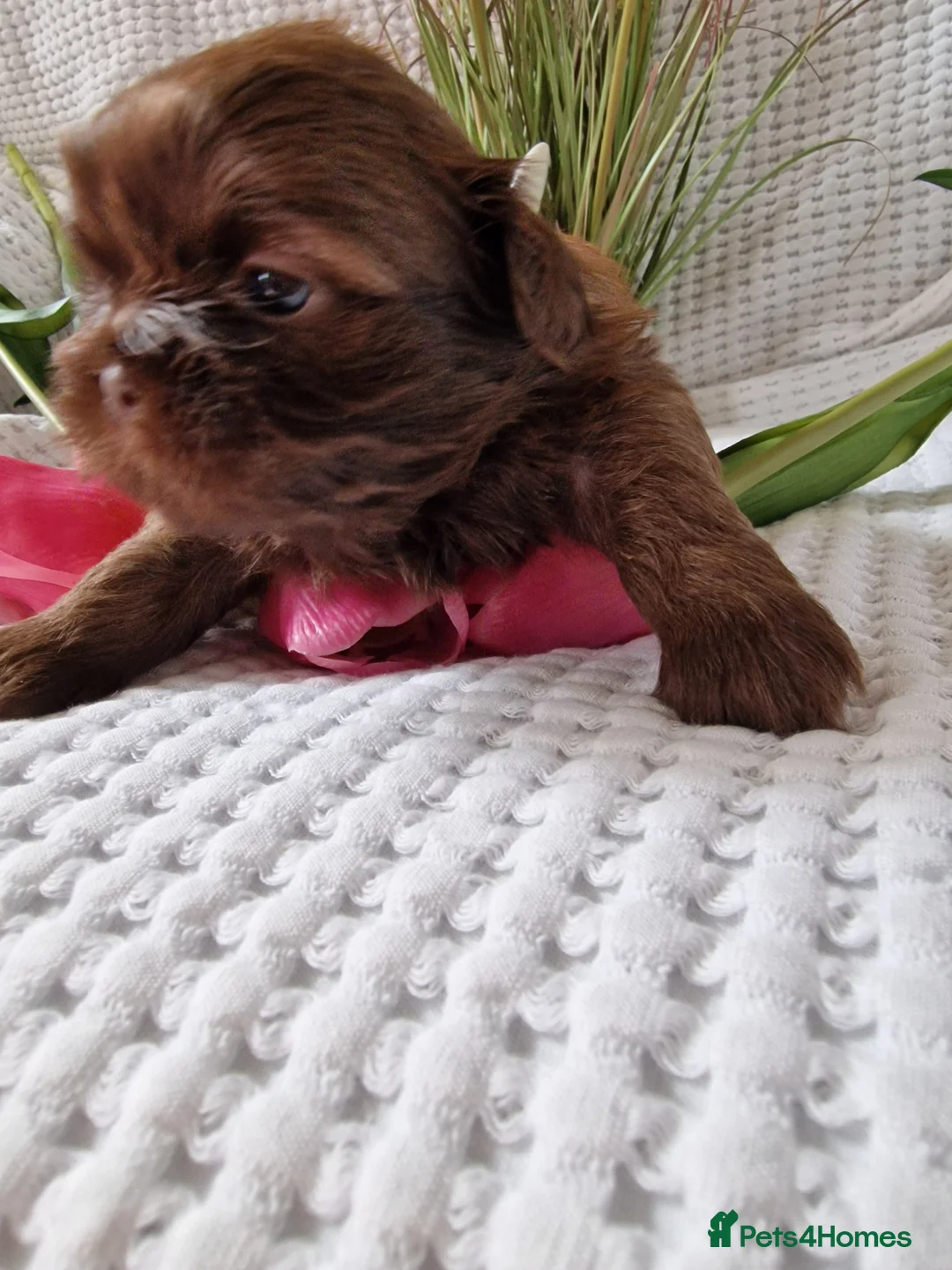 Shih Tzu dogs for sale: Adorable Shih Tzu Puppies  - Advert 2