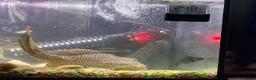 Catfish fish for sale: Huge 36cm Female Sailfin Pleco Ready 4 Large Tank  - Advert 5
