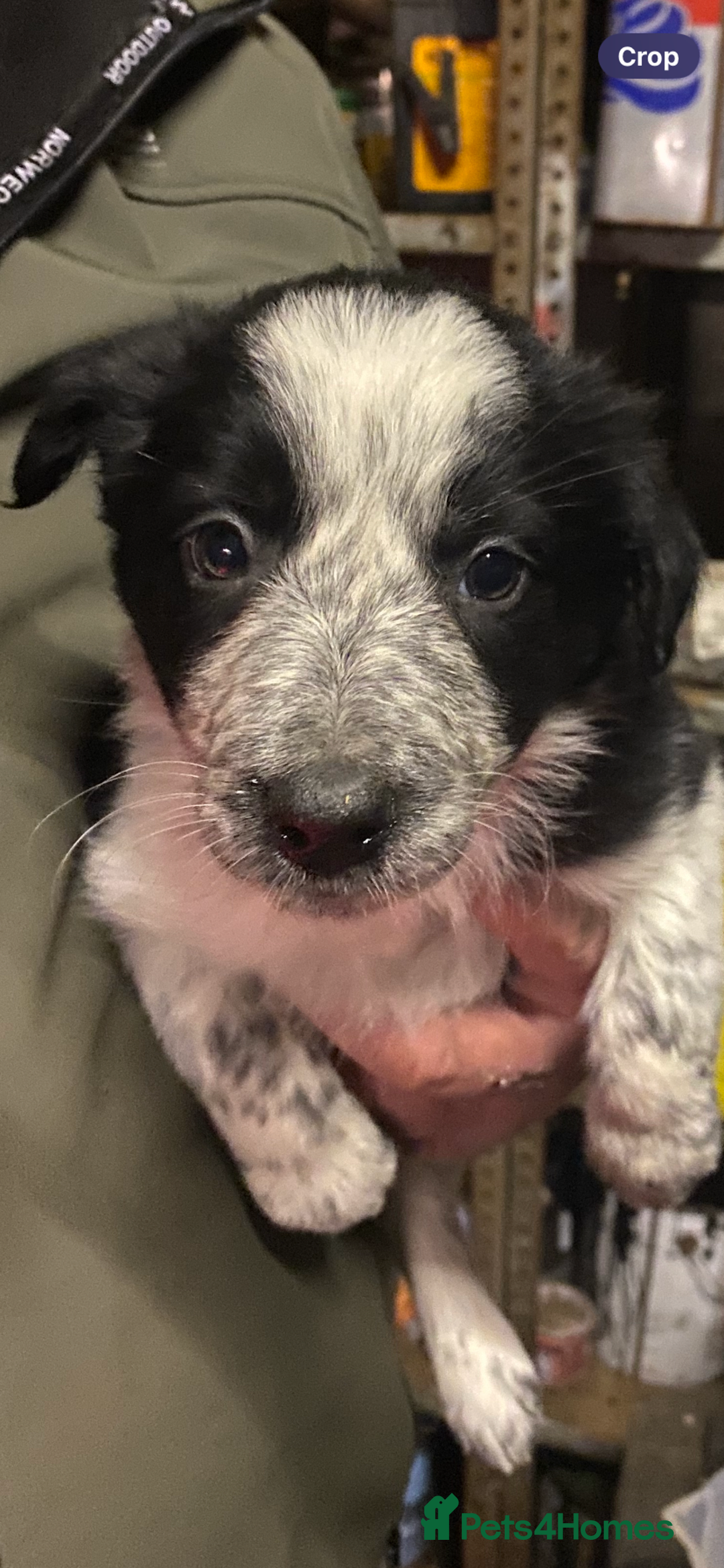 Border Collie dogs for sale: Border Collie pups  - Advert 1