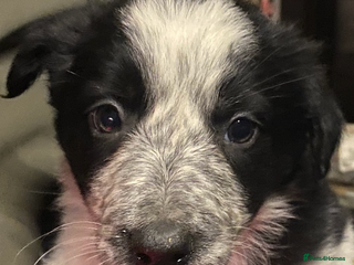 Border Collie dogs Border Collie pups - Advert 6