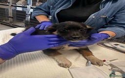 Mixed Breed dogs for adoption: 🪻Hermione🪻for adoption, fostered in OXFORD - Image 12