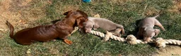 Miniature Dachshund dogs for sale: KC Reg Miniature Dachshund Puppies For Sale - Advert 31