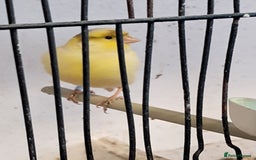 Canaries birds for sale: CANARIES and Budgies  - Image 6