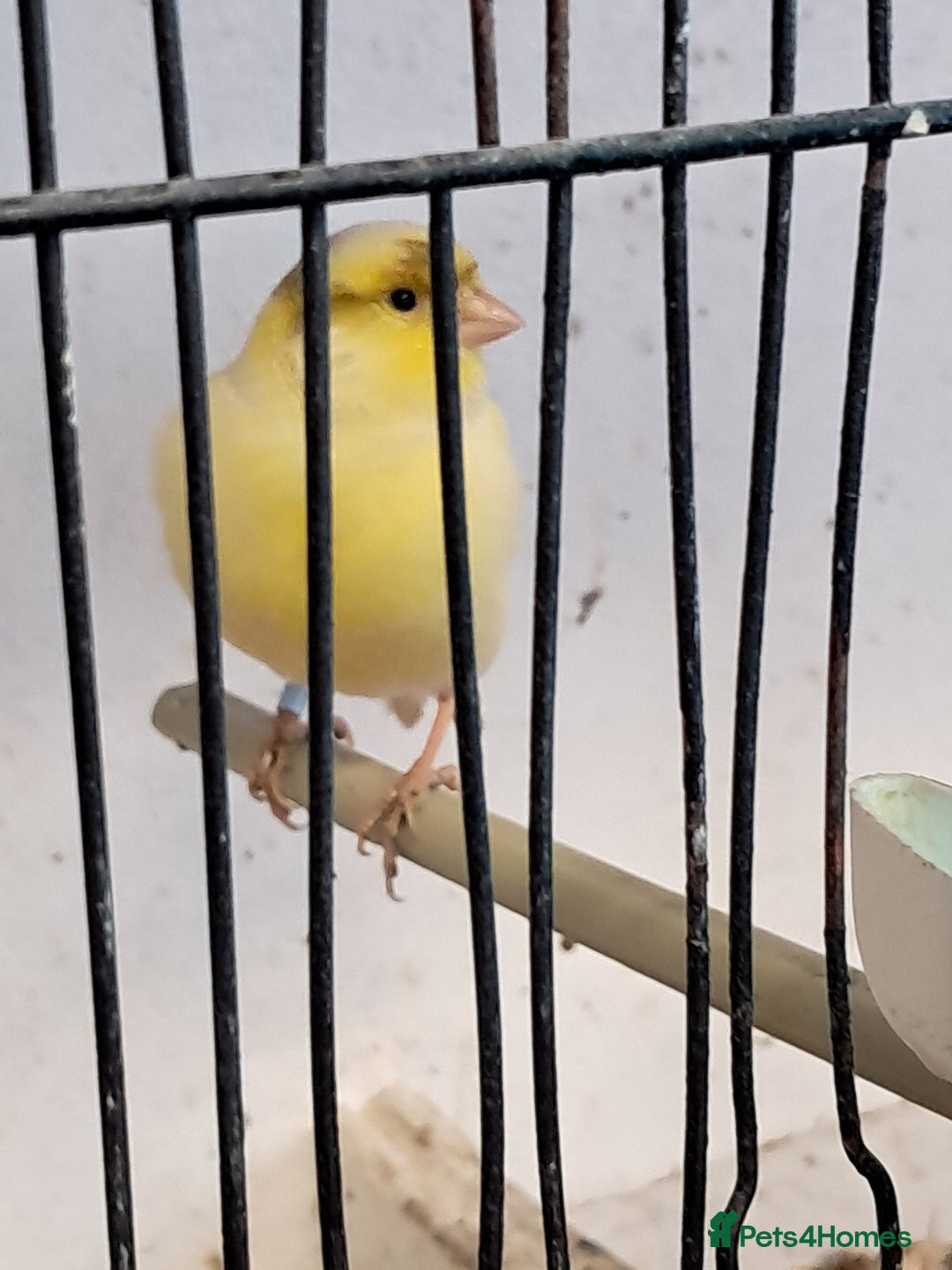 Canaries birds for sale: CANARIES and Budgies  - Image 6