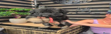 German Shepherd 5