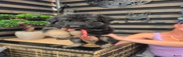 German Shepherd dogs for sale: Big chunky German Shepherd puppies  - Advert 7